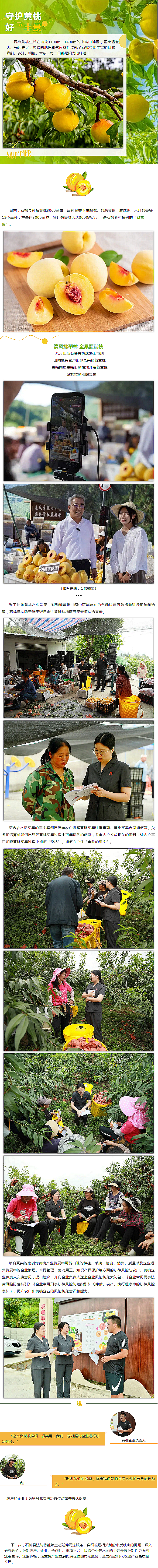 新时代“枫桥经验”在雅安㊶ _ 守护黄桃好“丰景”.png